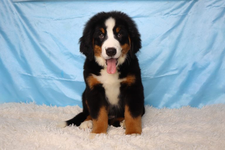 Bernese Mountain Dog puppy sitting on a white fluffy rug with a light blue background, tongue out red collar not visible.