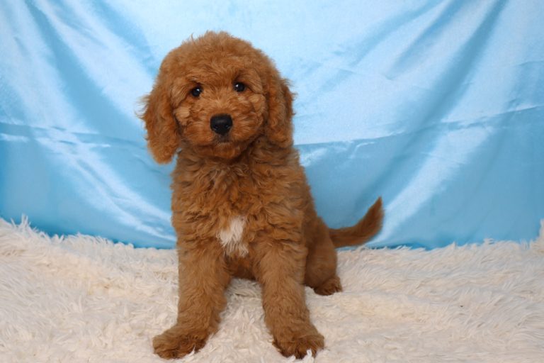 Young brown curly-coated puppy sitting on a white rug against a light blue backdrop.