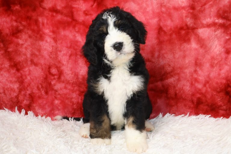 Young black, white, and tan puppy sitting on a white fluffy rug in front of a red backdrop.