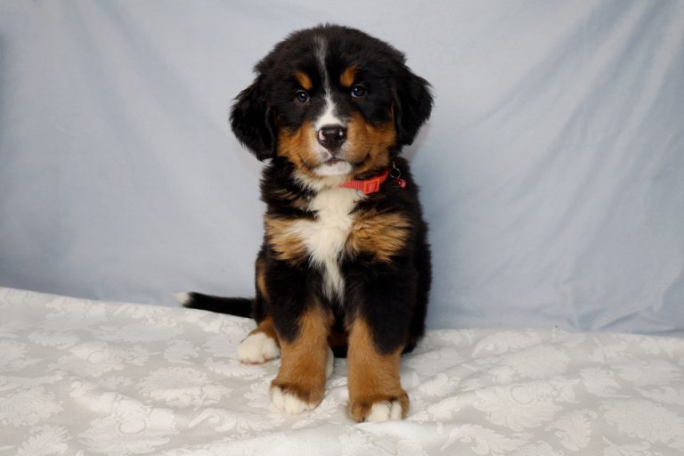 Young Bernese Mountain Dog puppy sitting on a white patterned blanket, wearing a red collar, against a light blue backdrop.