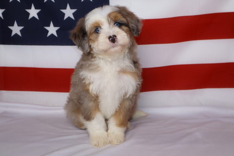 Cute fluffy puppy sitting on a white surface with an American flag in the background, tri-color coat (white, brown, black).