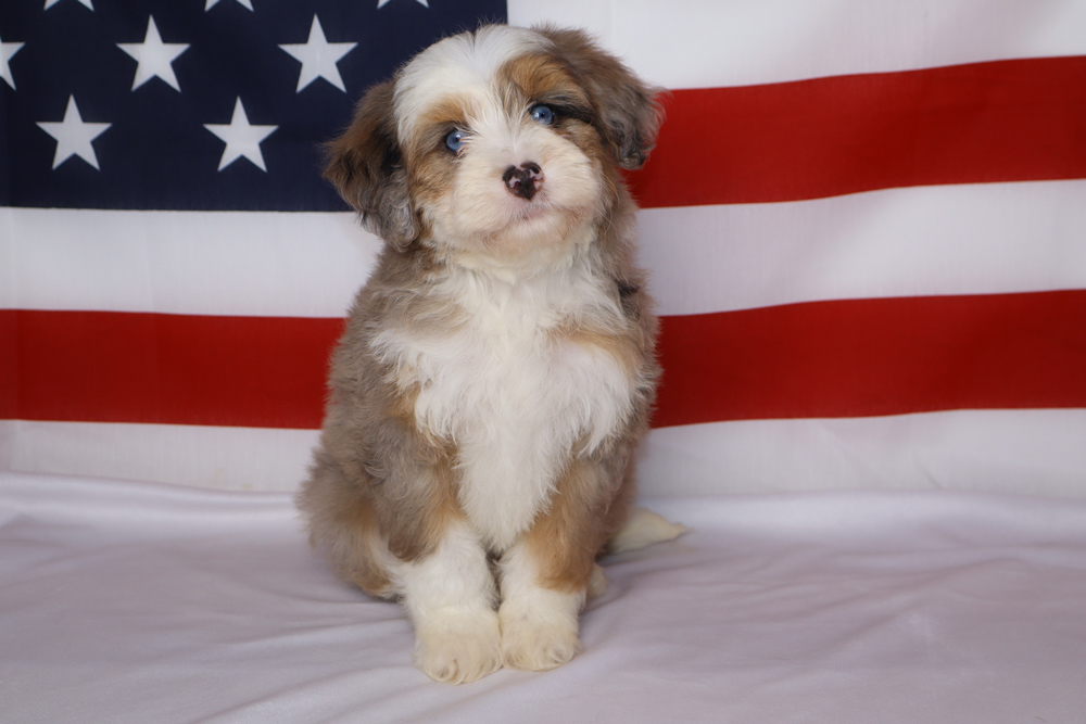 Cute fluffy puppy sitting on a white surface with an American flag in the background, tri-color coat (white, brown, black).