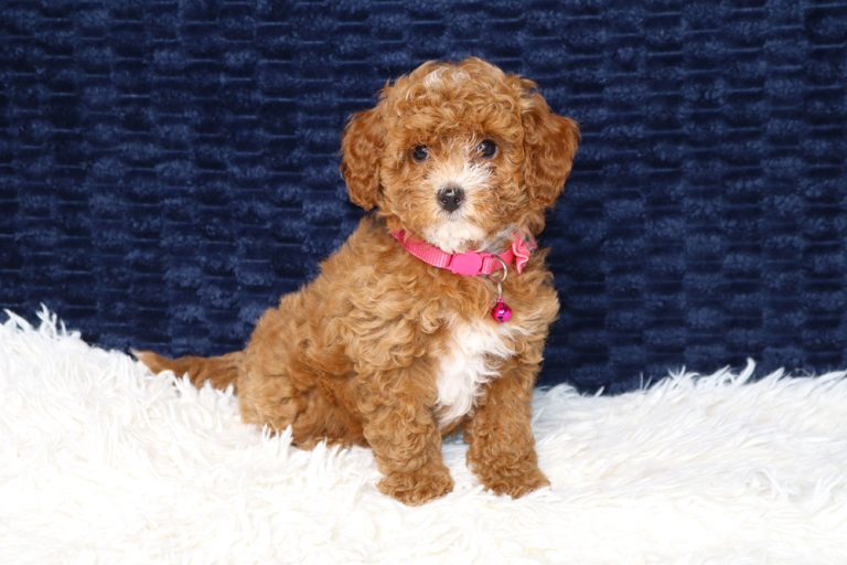 Brown curly-coated puppy with a pink collar and bell sits on a white fluffy rug, against a dark blue backdrop.
