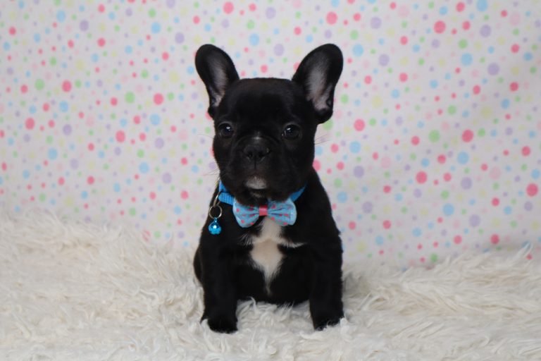 Black French bulldog puppy with a blue collar and polka-dot bow tie sits on a white fluffy rug, with a pastel polka-dot background.
