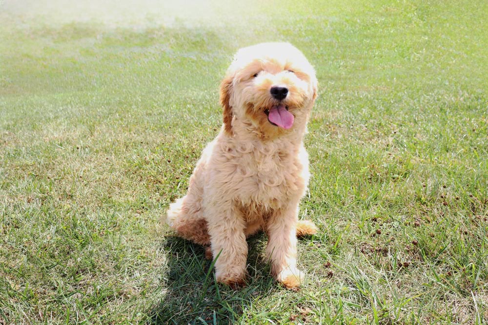 Fluffy cream-colored puppy sitting on green grass with tongue out in a sunny field