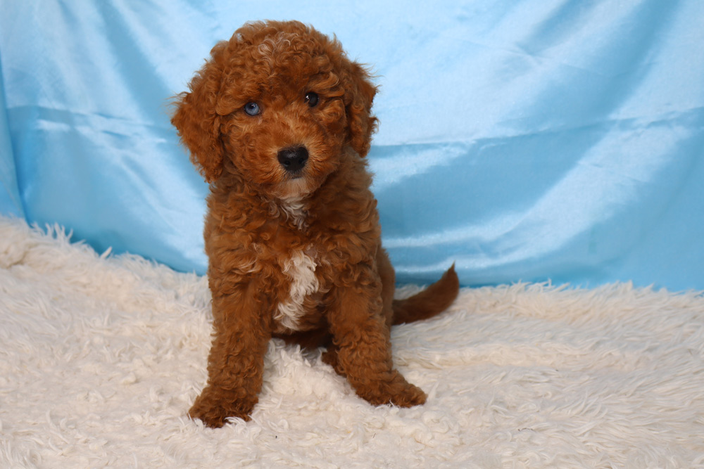 Brown curly-coated puppy sitting on a white fluffy rug with a blue backdrop.