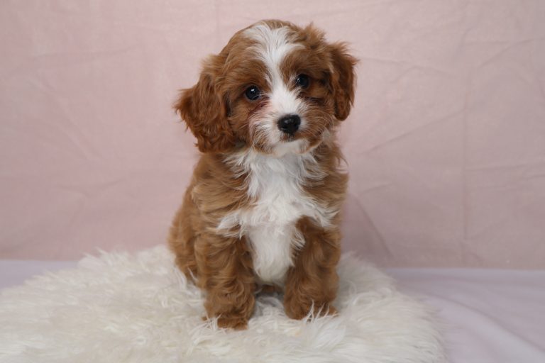 Cute brown-and-white puppy sitting on a white fluffy rug with a pale pink backdrop, looking at the camera.