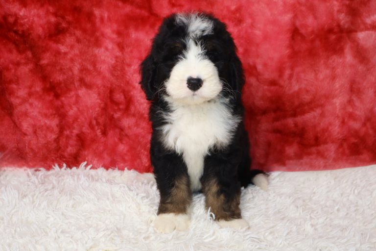 Cute black, white, and brown puppy sitting on a white fuzzy rug against a red backdrop.