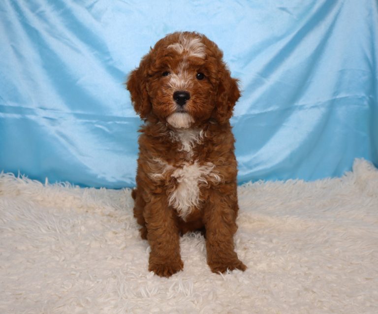Brown curly-haired puppy sitting on a white fluffy rug with a light blue background, facing the camera.