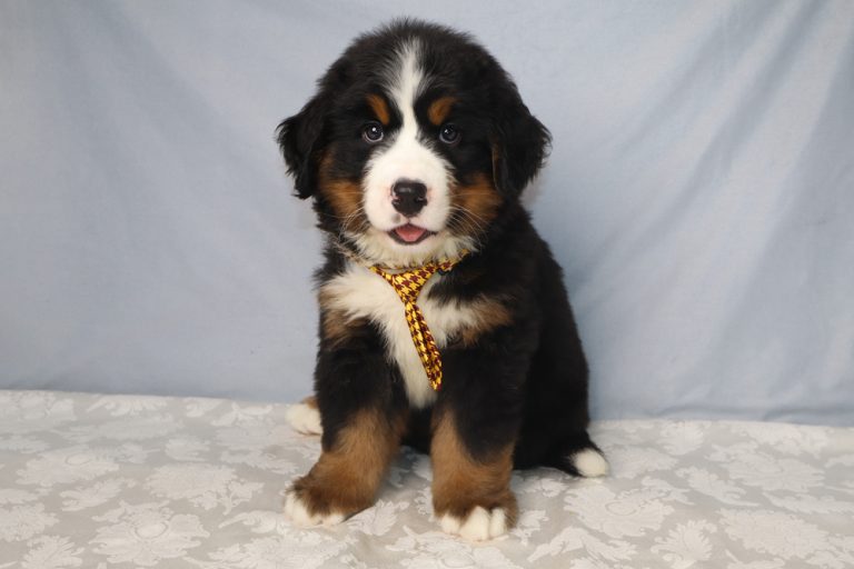 Adorable Bernedoodle puppy with black, white, and rust fur wearing a yellow patterned tie, sitting on a light-colored tablecloth against a blue backdrop.