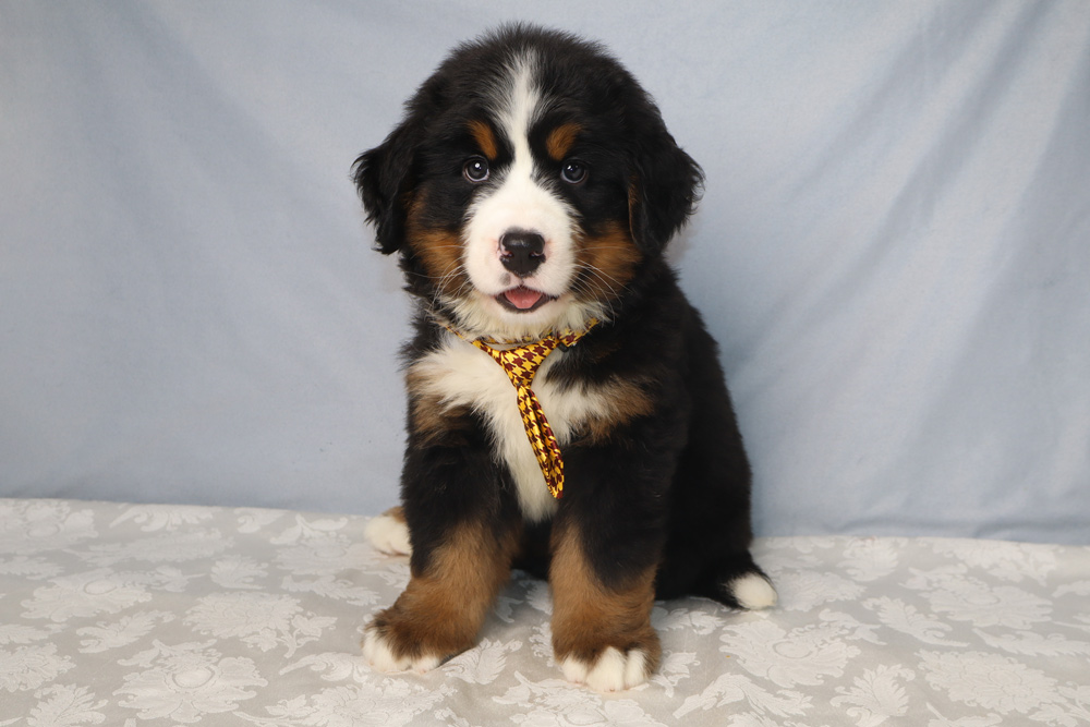Adorable Bernedoodle puppy with black, white, and rust fur wearing a yellow patterned tie, sitting on a light-colored tablecloth against a blue backdrop.