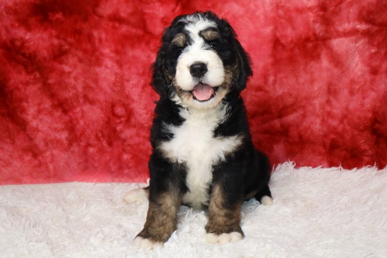 Adorable black, white, and tan puppy sitting on a white fluffy rug with a red backdrop.