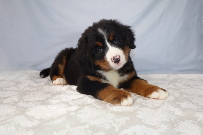 Bernedoodle puppy with black, white, and rust fur lying on a white patterned blanket, looking at the camera.