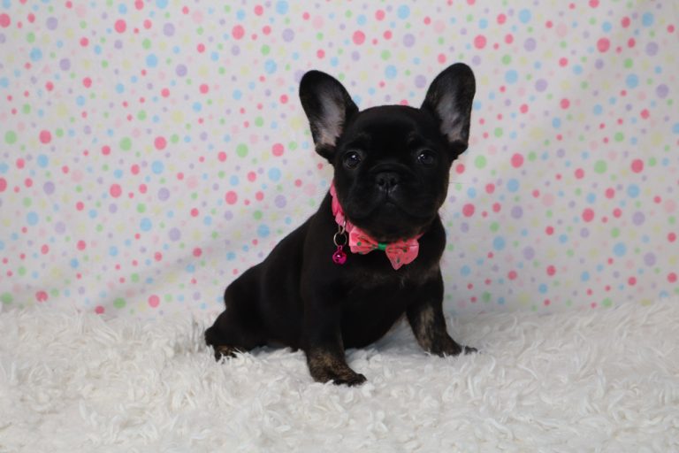 Black French Bulldog puppy wearing a pink bow tie sits on a white fluffy rug against a colorful polka-dot backdrop.