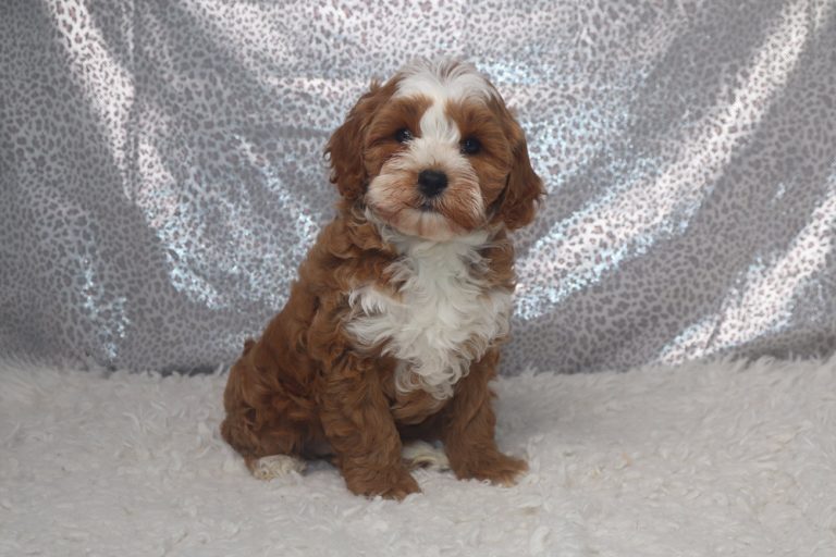 Cute brown and white puppy sitting on a fluffy white rug with a silver sequin backdrop.