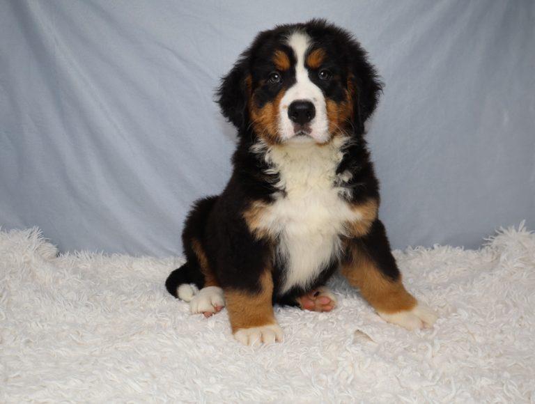 Bernese Mountain Dog puppy sitting on a white fluffy rug with a pale blue backdrop.