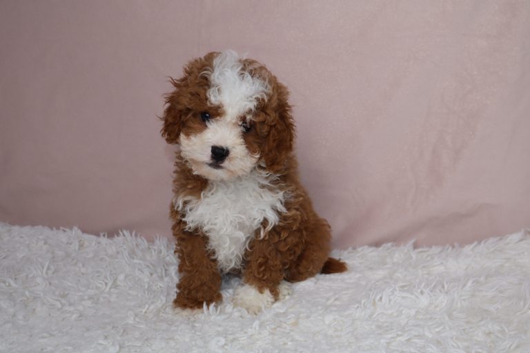 Young brown and white curly-haired puppy sitting on a white shaggy rug, facing the camera with a curious expression against a soft pink backdrop.