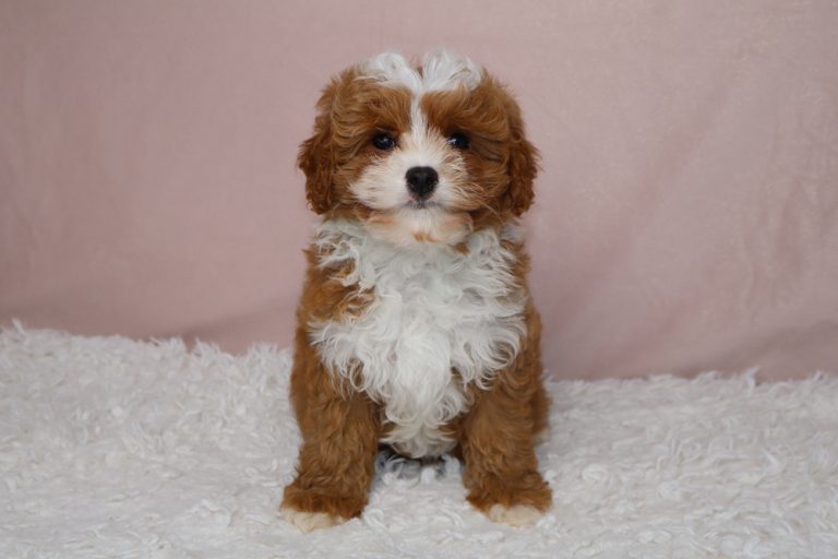 Fluffy brown and white puppy sitting on a white shag rug, facing the camera with a pink backdrop behind.
