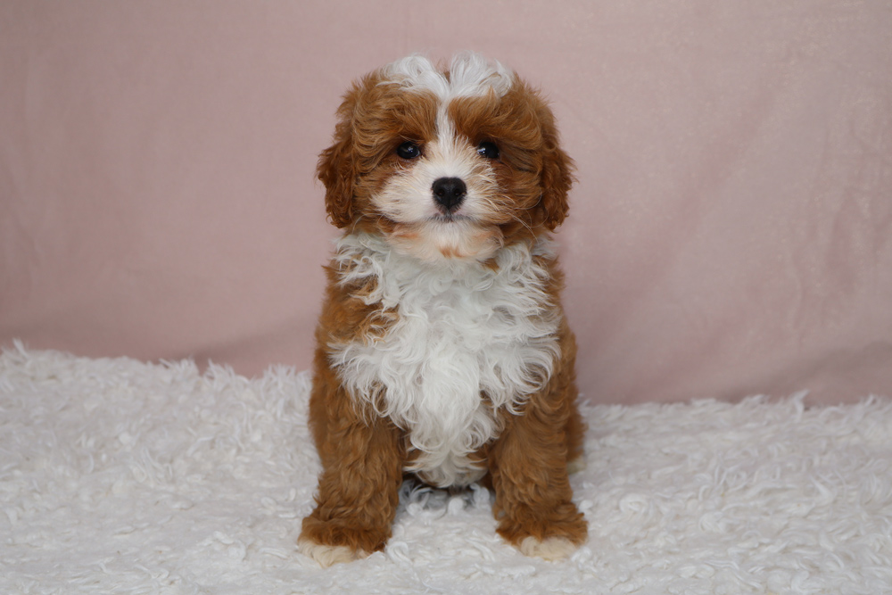 Fluffy brown and white puppy sitting on a white shag rug, facing the camera with a pink backdrop behind.