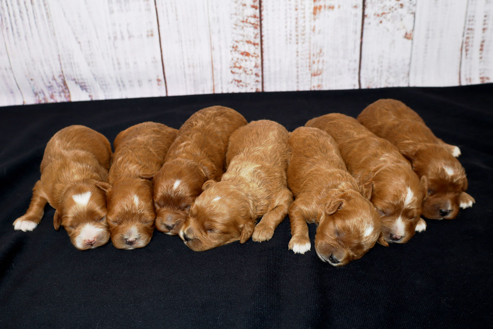 Nine golden-brown newborn puppies sleeping lined up on a black blanket with a white wooden backdrop behind them.