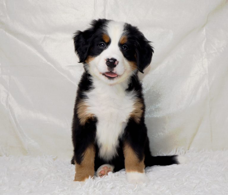 Cute tricolor Bernedoodle puppy sitting on a white fluffy rug, looking at the camera on a neutral backdrop.