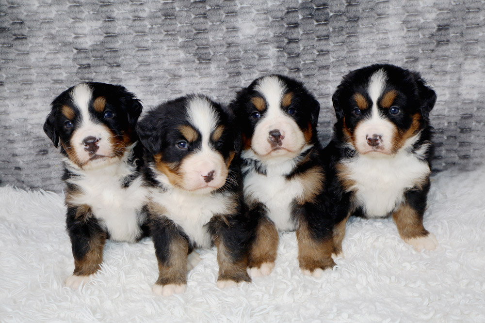 Four fluffy Bernese Mountain Dog puppies sitting in a row on a white rug with a gray backdrop.