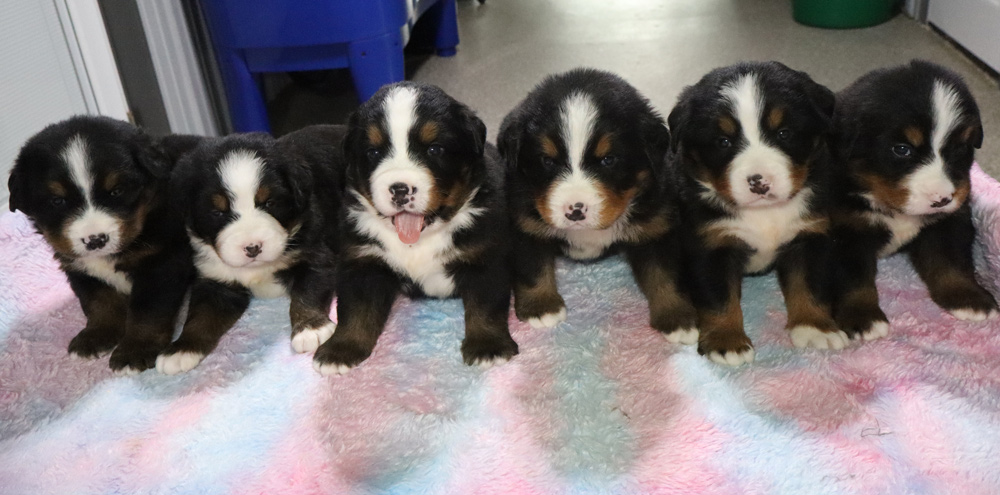 Five fluffy black, white, and tan puppies sit in a row on a pastel blanket.