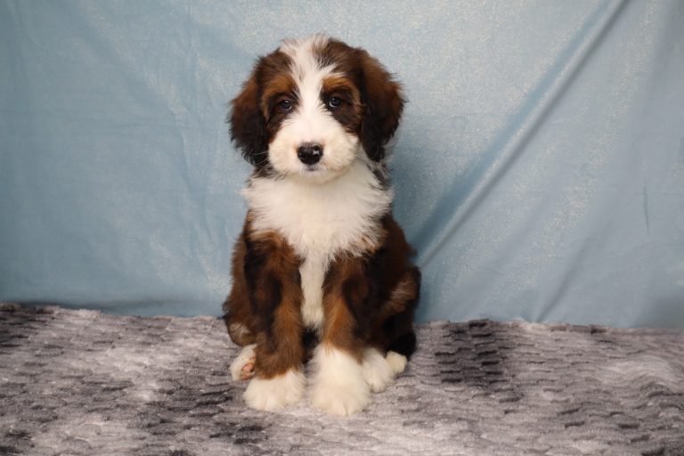 Young tri-colored puppy (brown, black, white) sitting on a gray textured blanket, looking at the camera.