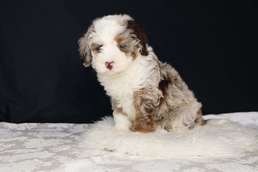 Fluffy white and brown puppy sits on a white faux‑fur rug against a dark background, looking at the camera.