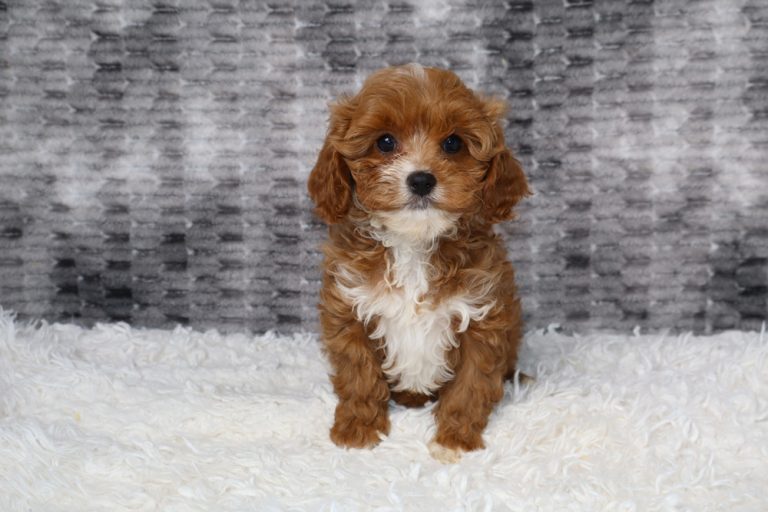 Brown and white fluffy puppy sitting on a white rug, facing the camera with a gray patterned backdrop behind.