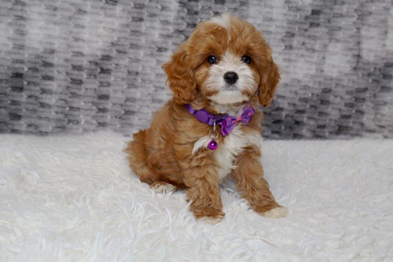 Small fluffy brown-and-white puppy wearing a purple collar with a bow, sitting on a white rug.