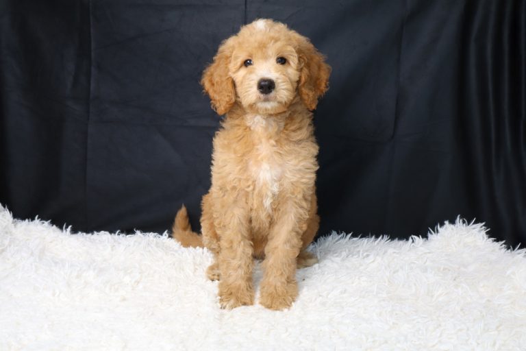 Golden doodle puppy sits on a white fluffy rug against a dark backdrop with a gentle gaze at the camera.