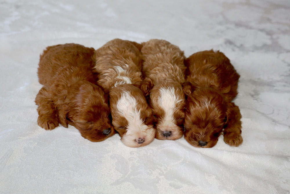 Five fluffy brown and white puppies sleep closely together on a white patterned blanket.