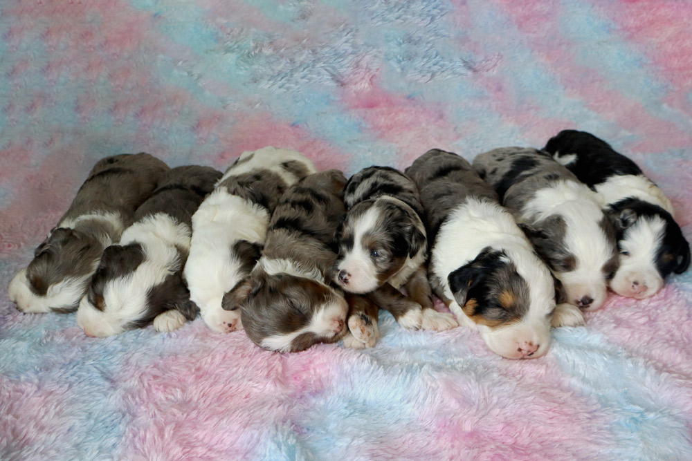 A litter of newborn puppies sleeping together on a pastel pink, blue, and white fluffy blanket.
