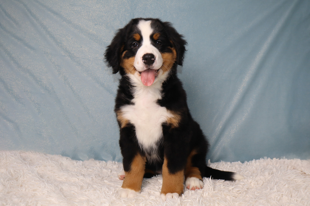 Bernese Mountain Dog puppy sitting on a white fluffy rug with a light blue backdrop, tongue out and smiling tail visible to the right.