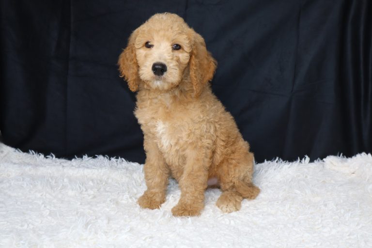 Golden curly-haired puppy sits on a white fluffy rug with a dark backdrop, looking at the camera.