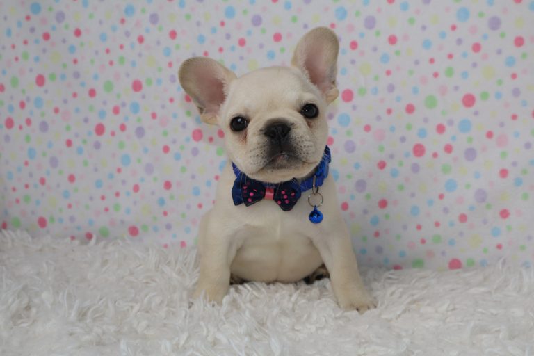 Cream French bulldog puppy wearing a blue bow tie with pink accents, sitting on a white fluffy rug with a pastel polka-dot backdrop