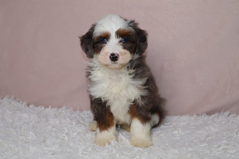 Fluffy tricolor puppy with blue eyes sits on a white shag rug against a pale pink background.