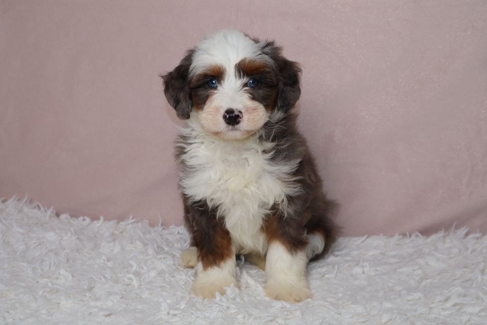 Fluffy tricolor puppy with blue eyes sits on a white shag rug against a pale pink background.