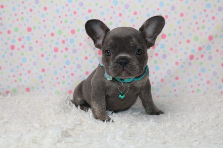 Gray French Bulldog puppy wearing a teal collar with a small bell sits on a white fluffy rug against a pastel multicolor polka-dot backdrop.