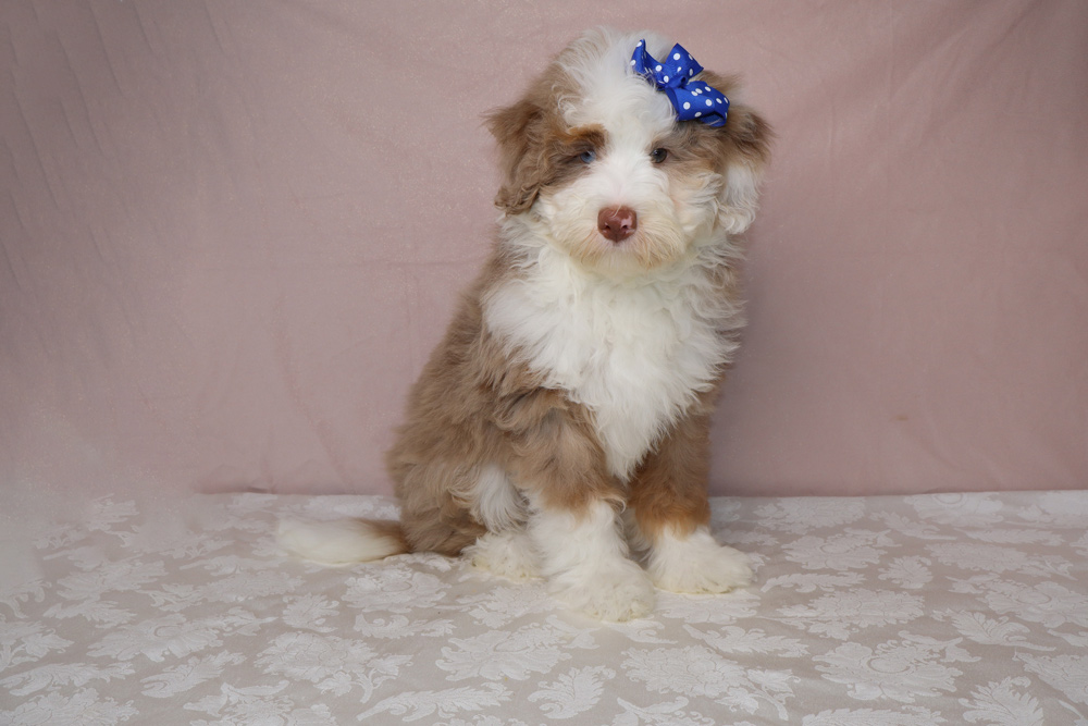 Fluffy brown-and-white puppy with a blue polka-dot bow, sitting on a lace-patterned table in front of a pink backdrop.