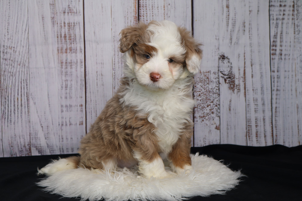 Adorable fluffy tricolor puppy (brown and white) sitting on a white faux fur rug with a rustic wooden backdrop.