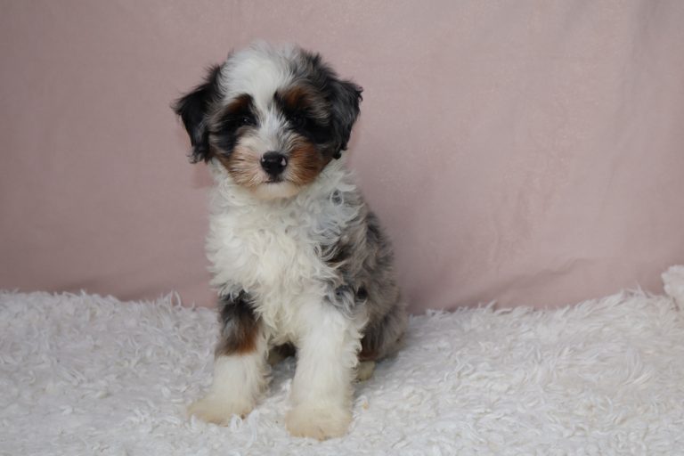 Fluffy tri-color puppy (white, black, brown) sitting on a white shag rug with a pale pink background.