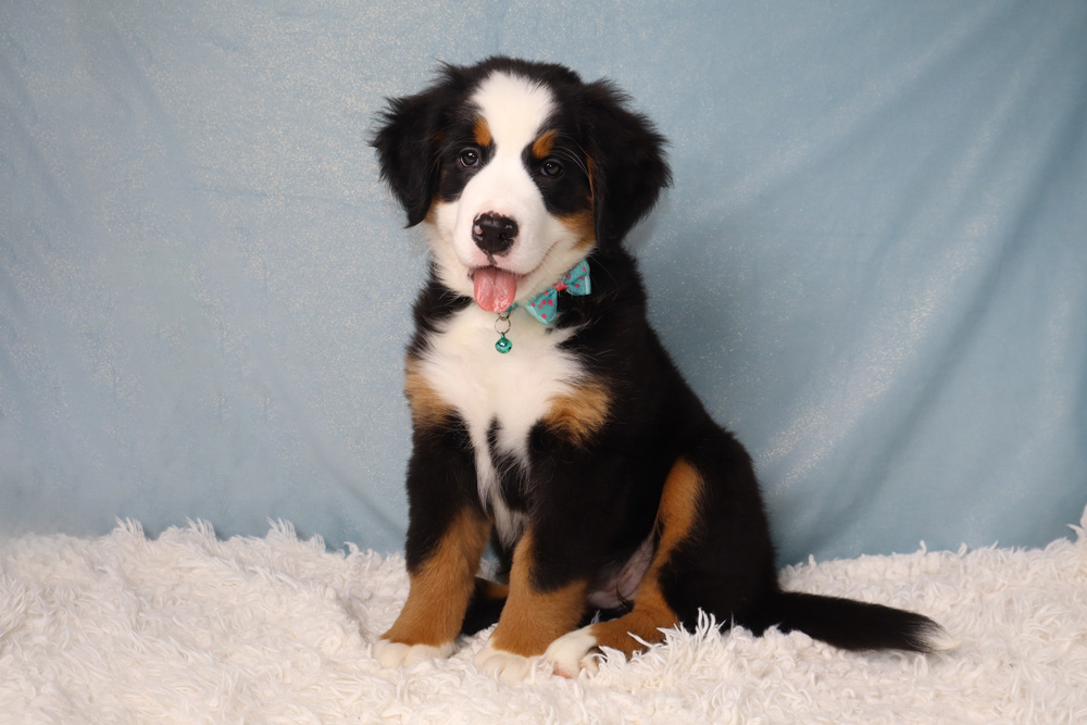 Adorable Bernese Mountain Dog puppy with a teal bow tie sitting on a white fluffy rug against a light blue backdrop.