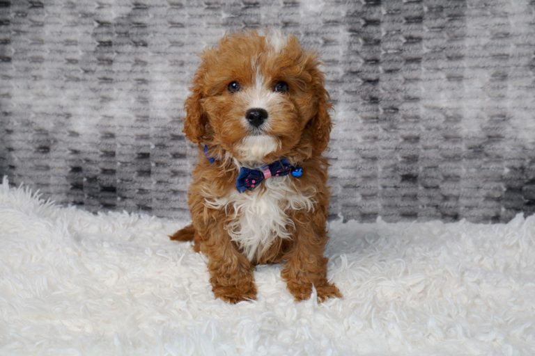 Brown fluffy puppy with white chest sitting on a white shag rug, wearing a blue-pink bow tie, looking at the camera.
