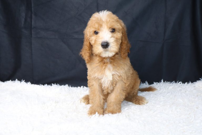 Golden retriever/poo mix puppy sitting on a white fluffy rug with a dark backdrop, facing the camera.