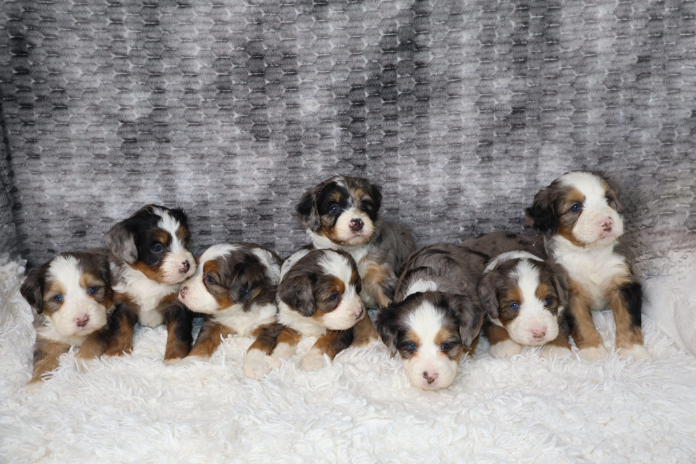 Seven fluffy tricolor puppies cuddled together on a white shaggy rug.
