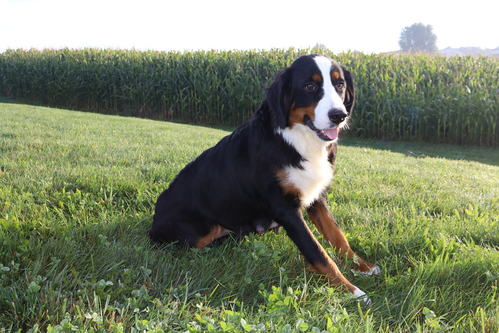 Bernese Mountain Dog sitting on grass with a cornfield in the background, tongue out and looking at the camera