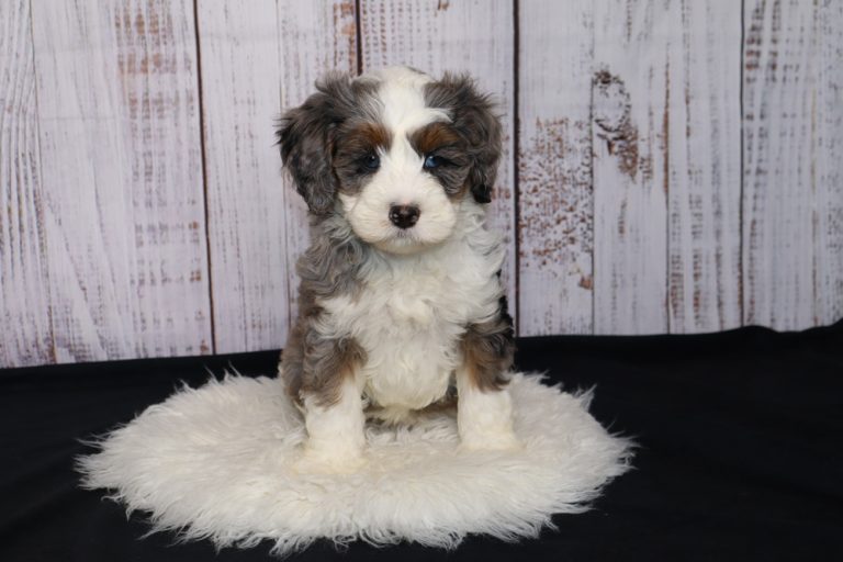 Cute fluffy puppy sitting on a white fur rug with a light wood panel backdrop.
