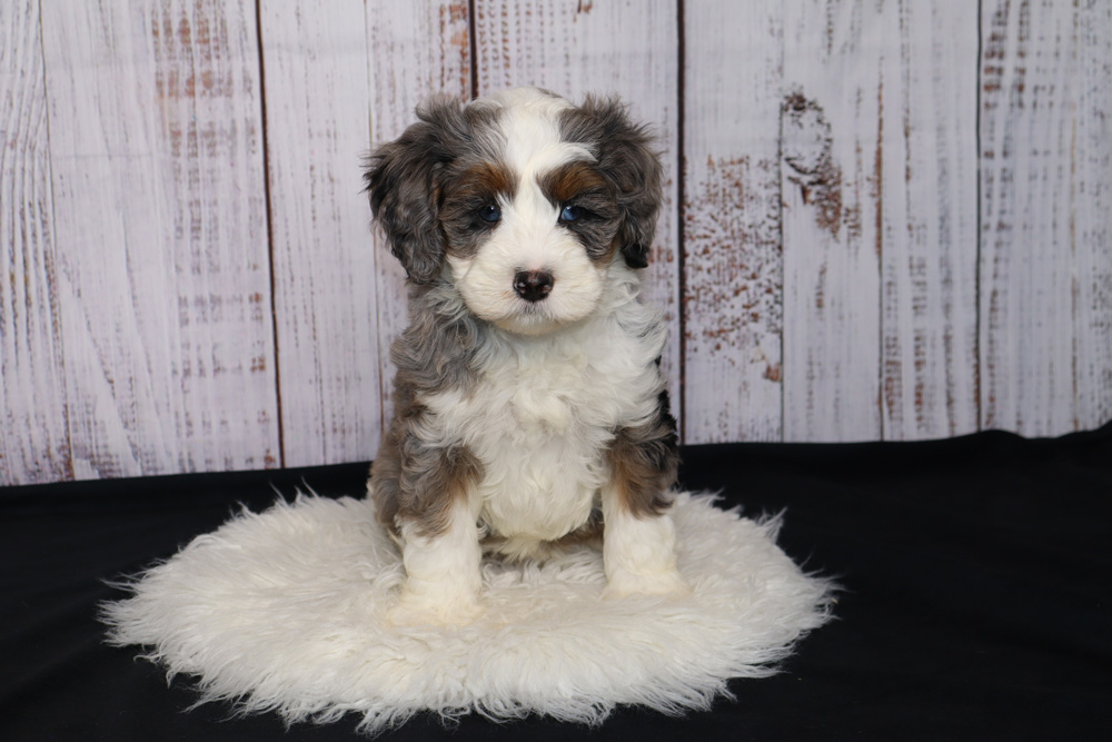 Cute fluffy puppy sitting on a white fur rug with a light wood panel backdrop.
